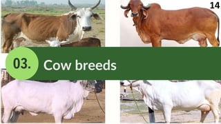 14
03. Cow breeds
 