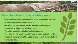 Breed characteristics of high yield dairy cows
 Attractive individuality with femininity, vigour, harmonious blending of
all parts, impressive style and carriage
 Animal should have wedge shaped appearance of the body
 It should have bright eyes with lean neck
 The udder should be well attached to the abdomen
 The skin of the udder should have a good network of blood
vesselsAll four quarters of the udder should be well demarcated with
well placed teats.
15
 