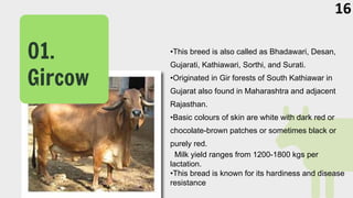 •This breed is also called as Bhadawari, Desan,
Gujarati, Kathiawari, Sorthi, and Surati.
•Originated in Gir forests of South Kathiawar in
Gujarat also found in Maharashtra and adjacent
Rajasthan.
•Basic colours of skin are white with dark red or
chocolate-brown patches or sometimes black or
purely red.
Milk yield ranges from 1200-1800 kgs per
lactation.
•This bread is known for its hardiness and disease
resistance
01.
Gircow
16
 