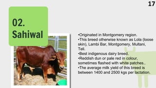 •Originated in Montgomery region.
•This breed otherwise known as Lola (loose
skin), Lambi Bar, Montgomery, Multani,
Teli.
•Best indigenous dairy breed.
•Reddish dun or pale red in colour,
sometimes flashed with white patches..
•The average milk yield of this breed is
between 1400 and 2500 kgs per lactation.
02.
Sahiwal
02.
Sahiwal
17
 