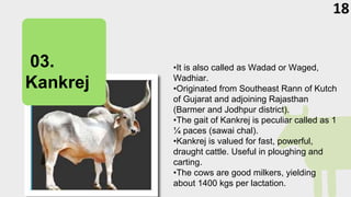 •It is also called as Wadad or Waged,
Wadhiar.
•Originated from Southeast Rann of Kutch
of Gujarat and adjoining Rajasthan
(Barmer and Jodhpur district).
•The gait of Kankrej is peculiar called as 1
¼ paces (sawai chal).
•Kankrej is valued for fast, powerful,
draught cattle. Useful in ploughing and
carting.
•The cows are good milkers, yielding
about 1400 kgs per lactation.
02.
Sahiwal
03.
Kankrej
18
 