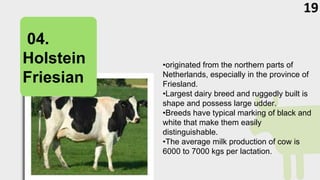 •originated from the northern parts of
Netherlands, especially in the province of
Friesland.
•Largest dairy breed and ruggedly built is
shape and possess large udder.
•Breeds have typical marking of black and
white that make them easily
distinguishable.
•The average milk production of cow is
6000 to 7000 kgs per lactation.
02.
Sahiwal
04.
Holstein
Friesian
19
 