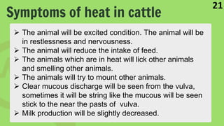 Symptoms of heat in cattle
21
 The animal will be excited condition. The animal will be
in restlessness and nervousness.
 The animal will reduce the intake of feed.
 The animals which are in heat will lick other animals
and smelling other animals.
 The animals will try to mount other animals.
 Clear mucous discharge will be seen from the vulva,
sometimes it will be string like the mucous will be seen
stick to the near the pasts of vulva.
 Milk production will be slightly decreased.
 