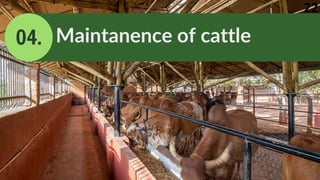 04. Maintanence of cattle
22
 
