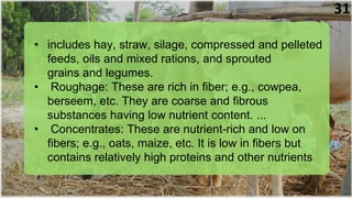 • includes hay, straw, silage, compressed and pelleted
feeds, oils and mixed rations, and sprouted
grains and legumes.
• Roughage: These are rich in fiber; e.g., cowpea,
berseem, etc. They are coarse and fibrous
substances having low nutrient content. ...
• Concentrates: These are nutrient-rich and low on
fibers; e.g., oats, maize, etc. It is low in fibers but
contains relatively high proteins and other nutrients
31
 