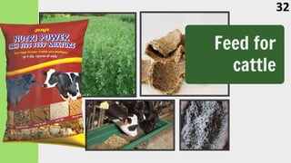 Feed for
cattle
32
 