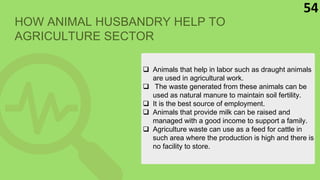  Animals that help in labor such as draught animals
are used in agricultural work.
 The waste generated from these animals can be
used as natural manure to maintain soil fertility.
 It is the best source of employment.
 Animals that provide milk can be raised and
managed with a good income to support a family.
 Agriculture waste can use as a feed for cattle in
such area where the production is high and there is
no facility to store.
54
HOW ANIMAL HUSBANDRY HELP TO
AGRICULTURE SECTOR
 