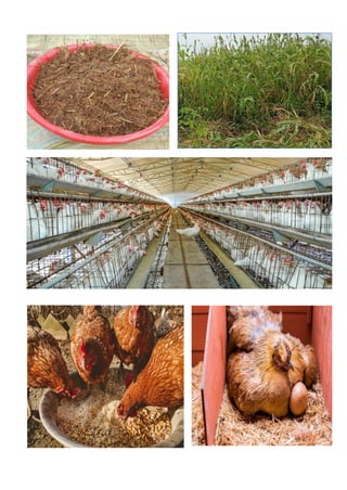 animal husbandry csp.pdf