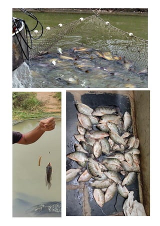 animal husbandry csp.pdf