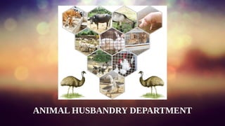 ANIMAL HUSBANDRY DEPARTMENT
 