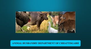 ANIMAL HUSBANDRY DEPARTMENT OF CHHATTISGARH
 
