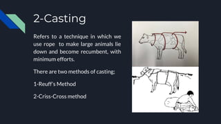 2-Casting
Refers to a technique in which we
use rope to make large animals lie
down and become recumbent, with
minimum efforts.
There are two methods of casting;
1-Reuff’s Method
2-Criss-Cross method
 