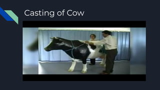 Casting of Cow
 
