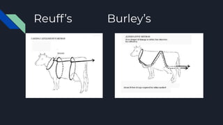 Reuff’s Burley’s
 