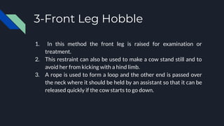 3-Front Leg Hobble
1. In this method the front leg is raised for examination or
treatment.
2. This restraint can also be used to make a cow stand still and to
avoid her from kicking with a hind limb.
3. A rope is used to form a loop and the other end is passed over
the neck where it should be held by an assistant so that it can be
released quickly if the cow starts to go down.
 