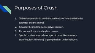 Purposes of Crush
1. To hold an animal still to minimize the risk of injury to both the
operator and the animal.
2. Cow may be made to suckle calves in crush.
3. Permanent ﬁxture in slaughterhouses.
4. Special crushes are made for special tasks, like automatic
scanning, foot-trimming, clipping the hair under belly, etc.
 