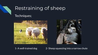 Restraining of sheep
Techniques;
1- A well-trained dog 2- Sheep squeezing into a narrow chute
 