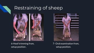 Restraining of sheep
6-Hoof trimming from, 7- Oral examination from,
setup position . setup position.
 