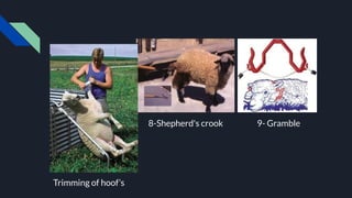 8-Shepherd's crook 9- Gramble
Trimming of hoof’s
 