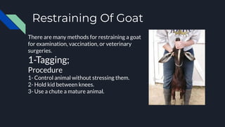 Restraining Of Goat
There are many methods for restraining a goat
for examination, vaccination, or veterinary
surgeries.
1-Tagging;
Procedure
1- Control animal without stressing them.
2- Hold kid between knees.
3- Use a chute a mature animal.
 