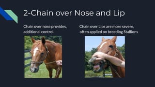 2-Chain over Nose and Lip
Chain over nose provides, Chain over Lips are more severe,
additional control. often applied on breeding Stallions
 