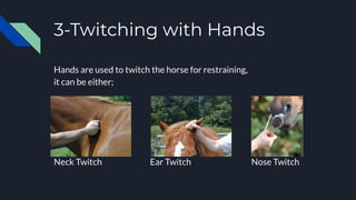 3-Twitching with Hands
Hands are used to twitch the horse for restraining,
it can be either;
Neck Twitch Ear Twitch Nose Twitch
 