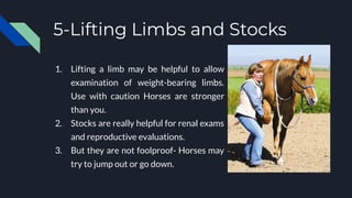 5-Lifting Limbs and Stocks
1. Lifting a limb may be helpful to allow
examination of weight-bearing limbs.
Use with caution Horses are stronger
than you.
2. Stocks are really helpful for renal exams
and reproductive evaluations.
3. But they are not foolproof- Horses may
try to jump out or go down.
 