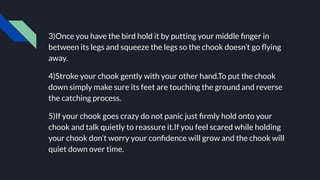 3)Once you have the bird hold it by putting your middle ﬁnger in
between its legs and squeeze the legs so the chook doesn’t go ﬂying
away.
4)Stroke your chook gently with your other hand.To put the chook
down simply make sure its feet are touching the ground and reverse
the catching process.
5)If your chook goes crazy do not panic just ﬁrmly hold onto your
chook and talk quietly to reassure it.If you feel scared while holding
your chook don’t worry your conﬁdence will grow and the chook will
quiet down over time.
 