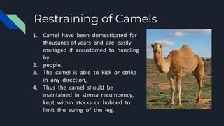 Restraining of Camels
1. Camel have been domesticated for
thousands of years and are easily
managed if accustomed to handling
by
2. people.
3. The camel is able to kick or strike
in any direction,
4. Thus the camel should be
maintained in sternal recumbency,
kept within stocks or hobbed to
limit the swing of the leg.
 