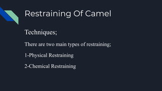 Restraining Of Camel
Techniques;
There are two main types of restraining;
1-Physical Restraining
2-Chemical Restraining
 