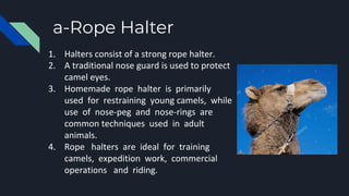 a-Rope Halter
1. Halters consist of a strong rope halter.
2. A traditional nose guard is used to protect
camel eyes.
3. Homemade rope halter is primarily
used for restraining young camels, while
use of nose-peg and nose-rings are
common techniques used in adult
animals.
4. Rope halters are ideal for training
camels, expedition work, commercial
operations and riding.
 