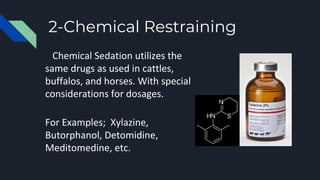 2-Chemical Restraining
Chemical Sedation utilizes the
same drugs as used in cattles,
buffalos, and horses. With special
considerations for dosages.
For Examples; Xylazine,
Butorphanol, Detomidine,
Meditomedine, etc.
 
