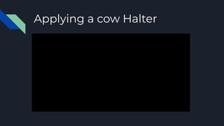 Applying a cow Halter
 