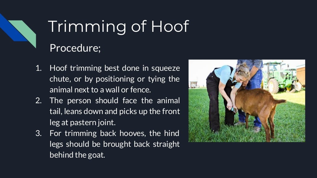 Restraining techniques of Animals