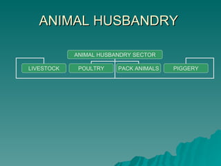 Animal Husbandry World Vision 2