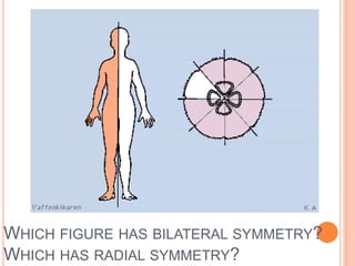 ~ Body Plans ~An animal has radial symmetry if it can be divided along any plane, through a central axis, into equal halves.An animal has bilateral symmetry if it can be divided down its length into similar right and left halves forming mirror images of each other.