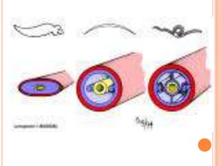 ~ Body Plans ~Acoelomates– animals have three cell layers with a digestive tract but no body cavities.Pseudocoelomates – animals with a fluid-filled body cavity partly lined with mesoderm. Coelomates – animals with a body cavity completely surrounded by mesoderm.