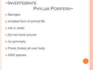~Invertebrates~8 main phylaNo backbones95% of all animals are in this group