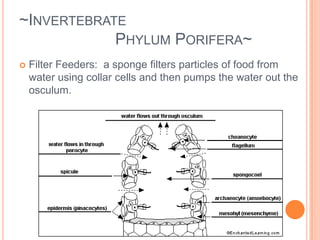 ~Invertebrate 			Phylum Porifera~Spongessimplest form of animal lifelive in waterDo not move aroundno symmetryPores (holes) all over body5000 species
