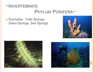 ~Invertebrate 			Phylum Porifera~Filter Feeders:  a sponge filters particles of food from water using collar cells and then pumps the water out the osculum.