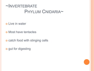 ~Invertebrate 			Phylum Porifera~Examples:  Tube Sponge, Glass Sponge, Sea Sponge
