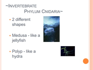 ~Invertebrate         	Phylum Cnidaria~Live in waterMost have tentaclescatch food with stinging cellsgut for digesting