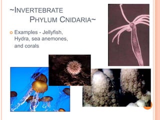 ~Invertebrate         	Phylum Cnidaria~2 different shapes