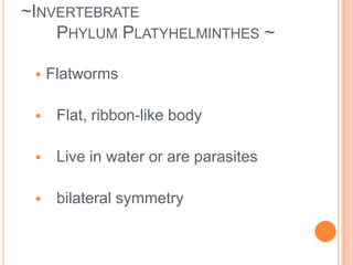 Medusa - like a jellyfish