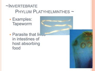 ~Invertebrate 	Phylum Platyhelminthes ~Flatworms