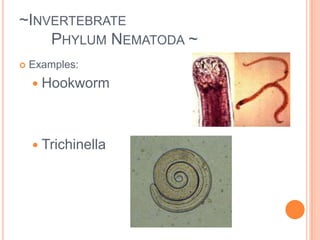	bilateral symmetry~Invertebrate 	Phylum Platyhelminthes ~Examples: Planaria