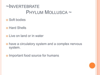 eyespots detect light