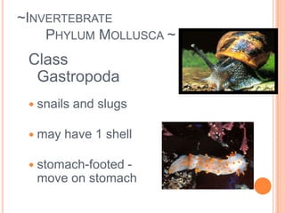	food and waste go in and out the same opening~Invertebrate 	Phylum Platyhelminthes ~Examples: Tapeworm