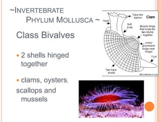 Parasite that lives in intestines of host absorbing food~Invertebrate 	Phylum Platyhelminthes ~Examples: Fluke