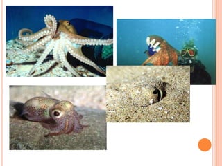 lives inside 	of host